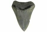 Bargain, Fossil Megalodon Tooth - Serrated Blade #172173-2